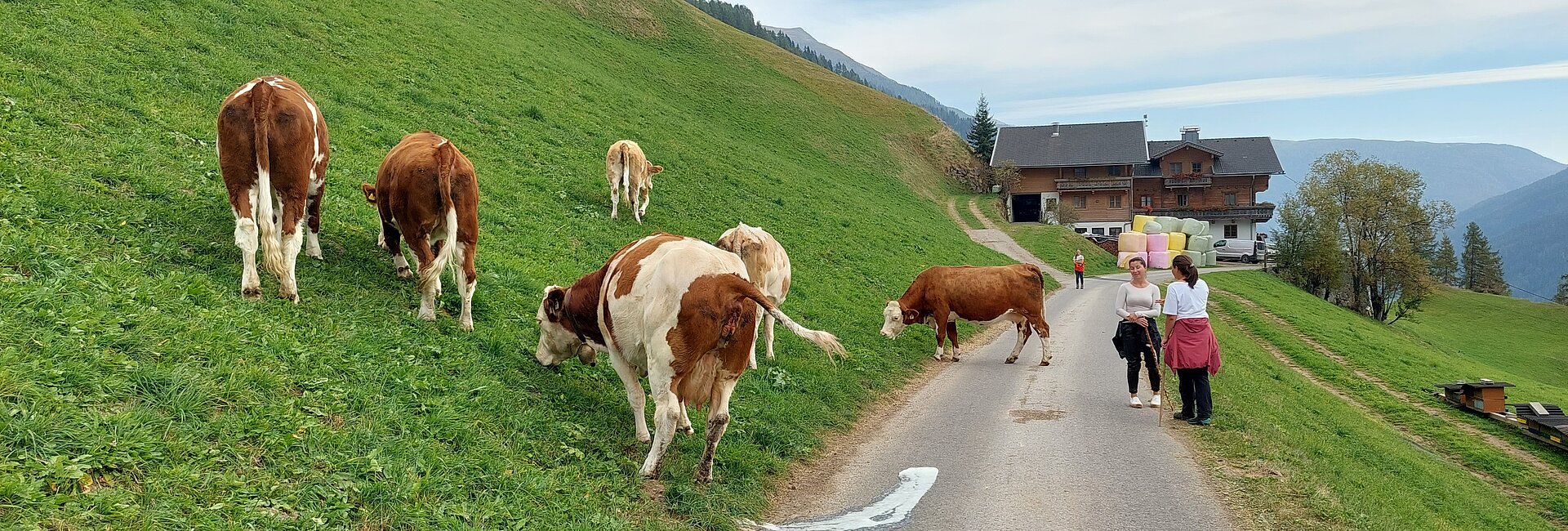 La transumanza